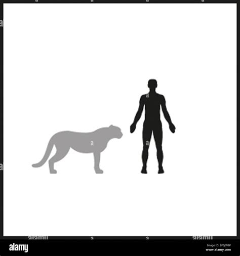Cheetah Anatomy Hi Res Stock Photography And Images Alamy