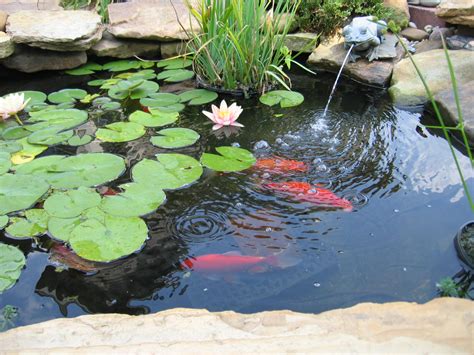 Small Pond Beautiful Koi Fish Innovative Backyard Water Features ...