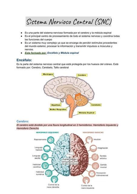 Sistema Nervioso Central SNC Valentina Alma UDocz