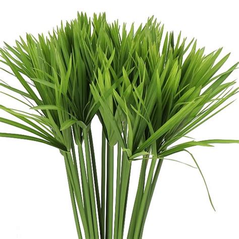 Cyperus Alternifolius 120cm Wholesale Dutch Flowers And Florist Supplies Uk