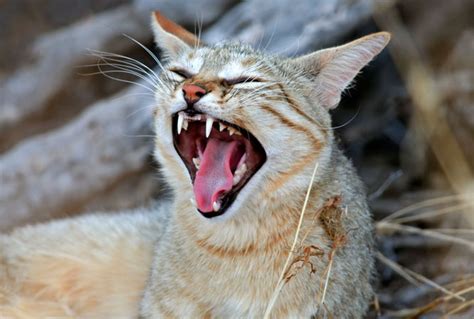 South Africas Four Small Wild Cats Where To See Them