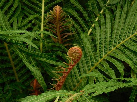 Fronds Fern Green - Free photo on Pixabay - Pixabay