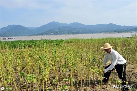 芝麻什麼時候播種？對於芝麻具體播種時間播種量很多人並不清楚 每日頭條