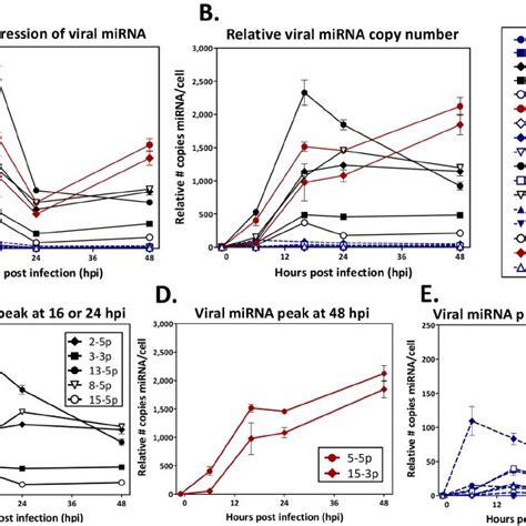 Proposed Mhv68 Encoded Mirna And Tmer Nomenclature The Diagram Depicts