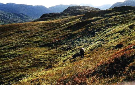 Reindeer hunting in Greenland - Wikipedia