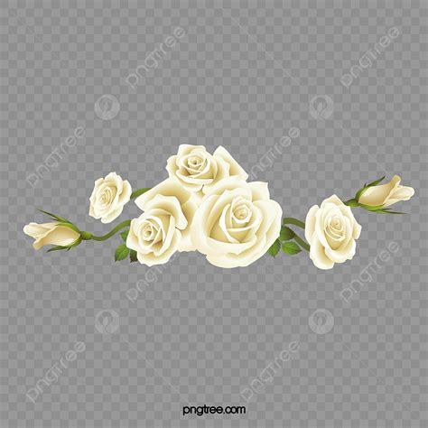 ورود بيضاء سكرابز ورد ابيض Png