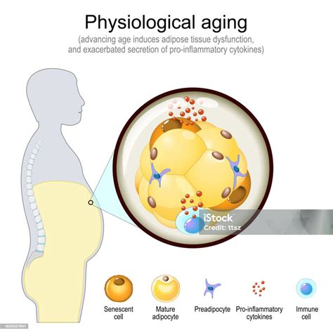 Physiological Aging Cellular Senescence Stock Illustration Download