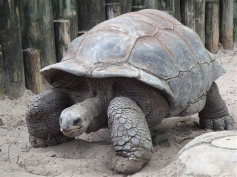 How The Tortoise Got Its Shell Worksheet Free Hidden Word Puzzle