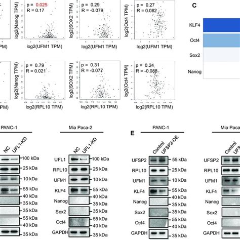 Identification Of Transcription Factor Klf In Prl Ufmylation Related