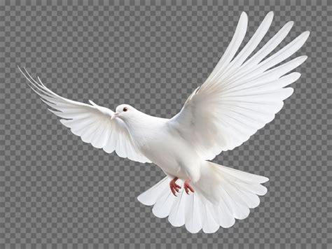 Premium Psd Dove Flying Isolated On Transparent Background