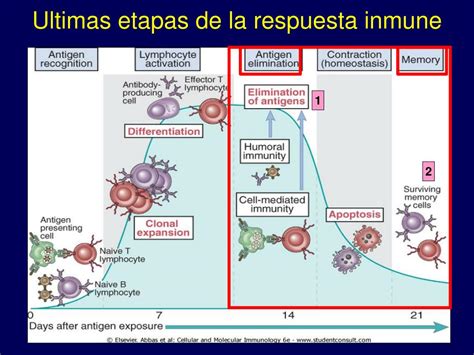 Ppt Componentes Y Funciones Del Sistema Inmune Powerpoint Images