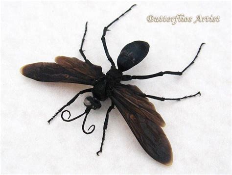 Real Giant Arizona Tarantula Hawk Wasp Black Form Museum Quality In Shadowbox By