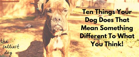 Ten Things Your Dog Does That Mean Something Different To What You Thi