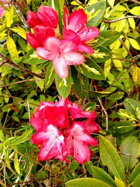 Rhododendron Du Jardin Marie Du Val Couesnon Flickr