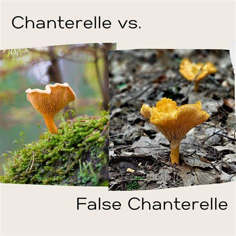 how to find chanterelles