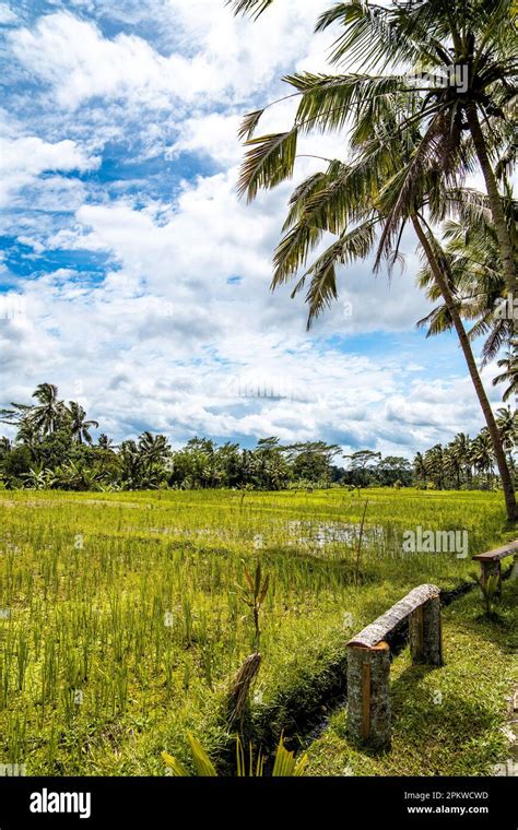 Desa Mancingan Rice Field In Gianyar Regency Bali Indonesia Stock