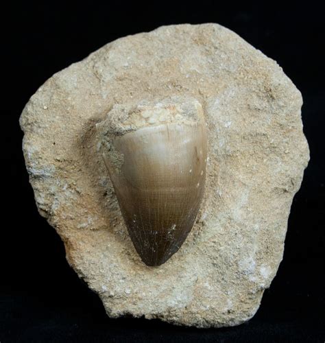 Large Mosasaurus Tooth In Matrix 1765 For Sale FossilEra