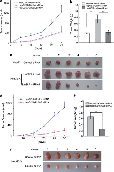 Lin28a Lin28b Contributes To The Proliferation Of Hepatoma Cells