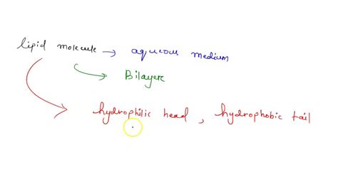 SOLVED:How do lipids with hydrophilic and hydrophobic regions behave in ...