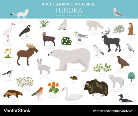 Tundra biome terrestrial ecosystem world map Vector Image