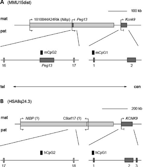 The Kcnk Kcnk And Nibp Nibp Loci On Distal Mouse Chromosome A