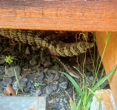 Blue Tongue Lizard Giving Birth In Garigal