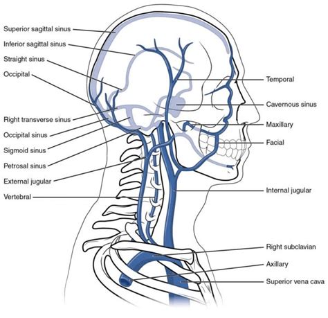 Venous Drainage Meddists