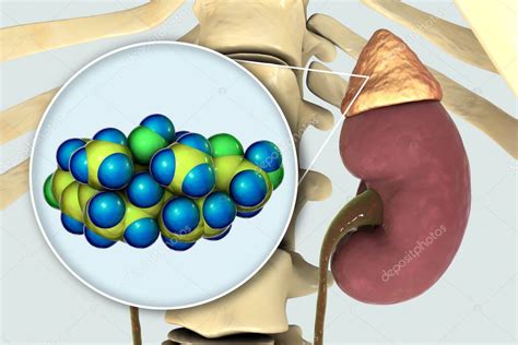 Molécula De Hormona Cortisol Y Glándula Suprarrenal Ilustración 3d El