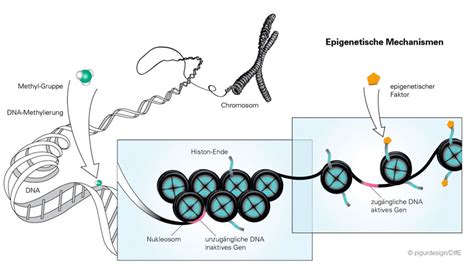 Epigenetik Essgewohnheiten Schlagen Sich Im Erbgut Nieder