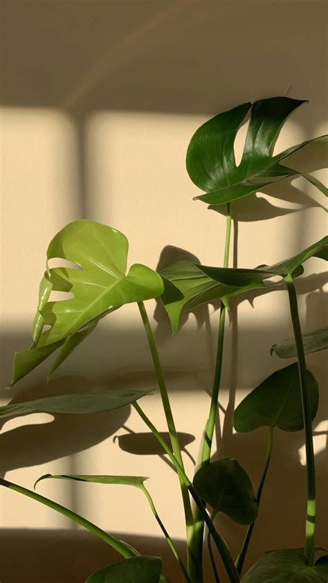 Imagen Inspo Aesthetic Minimalistas Diseño Room Plantas Wallpaper Aura En 2022 Fondos De