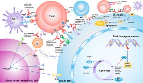 Extensivestage Smallcell Lung Cancer Current Management And Future