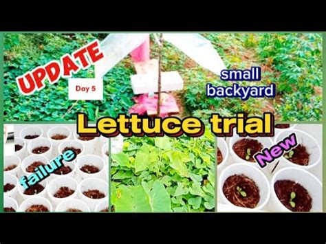 Update Failure Hydroponics Lettuce Kratky Method Hydroponics