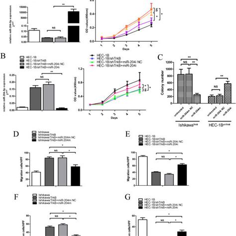 MiR 204 5p Is A Negative Modulator Of TrkB Expression In Endometrial