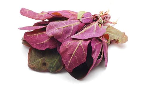 Everything You Need to Know About Growing Orach