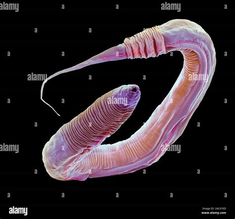 Caenorhabditis Elegans Worm Coloured Scanning Electron Micrograph Sem