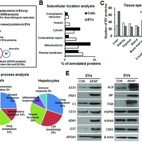 Proteomic Analysis Of Circulating EVs Isolated From APAP Exposed Mice