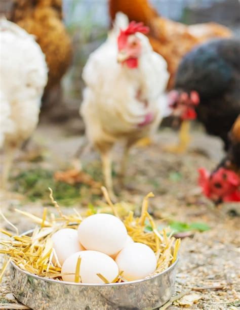 Ovos De Galinha Fresca No Feno Em Uma Fazenda Foco Seletivo Foto Premium