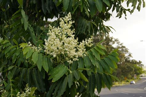 Flowering Flindersia schottiana on the street (3 photos) | Flickr