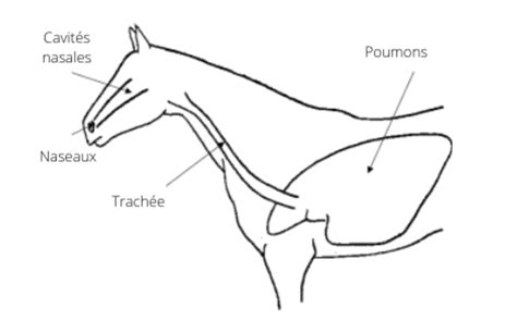 3 systèmes fondamentaux du cheval de course rôles et fonction