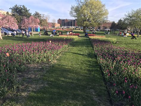 The Holland Tulip Festival this past weekend : r/Michigan