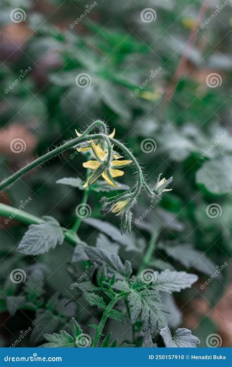 Flores Amarillas En Los Arbustos De Tomate Tomates En Invernadero