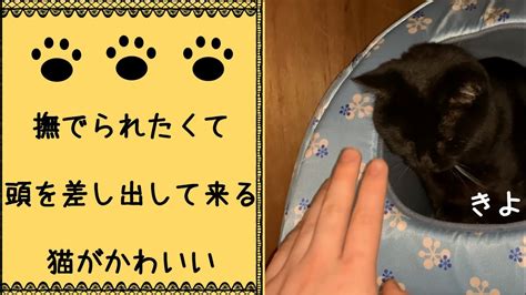 【かわいい猫】撫でられたくて甘えた鳴き声で頭を差し出してくる猫が可愛い【癒し猫動画】 Youtube