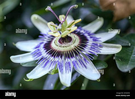 Fruta De La Pasiflora Fotograf As E Im Genes De Alta Resoluci N Alamy