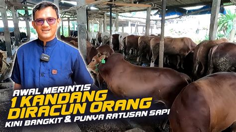 Dari Jualan Jagung Hingga Punya Seribu Sapi Sukses Ternak Sapi Meki