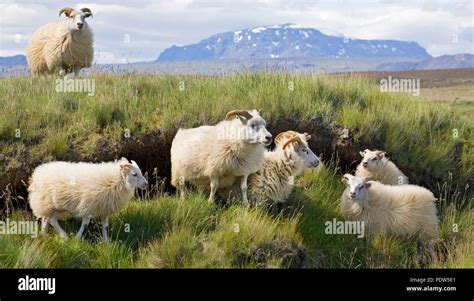 Icelandic Sheep Hi Res Stock Photography And Images Alamy