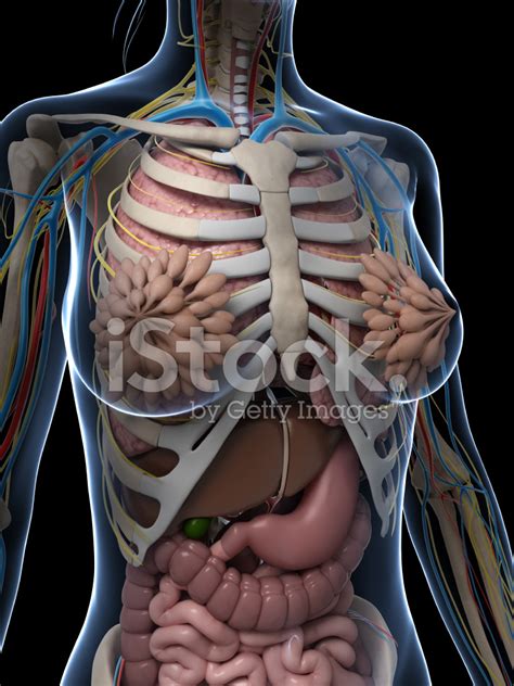 Foto De Stock Anatomia Feminina Royalty Free Freeimages