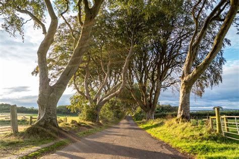 The Dark Hedges Tree Tunnel in Ballymoney, Northern Ireland Stock Photo ...