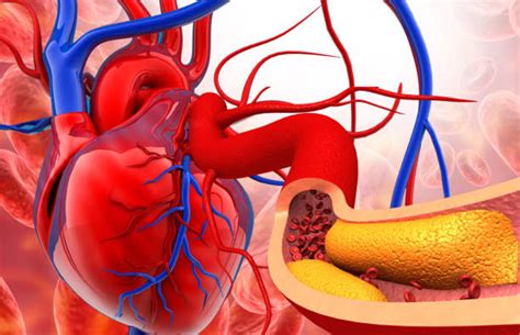 Memahami Fungsi Organ Peredaran Darah Manusia