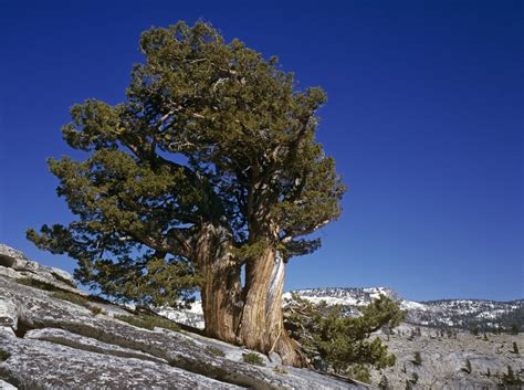 Bristlecone Pine Tree Care And Growing Guide