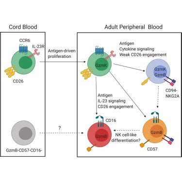 High CD26 and Low CD94 Expression Identifies an IL 23 Responsive Vδ2 T